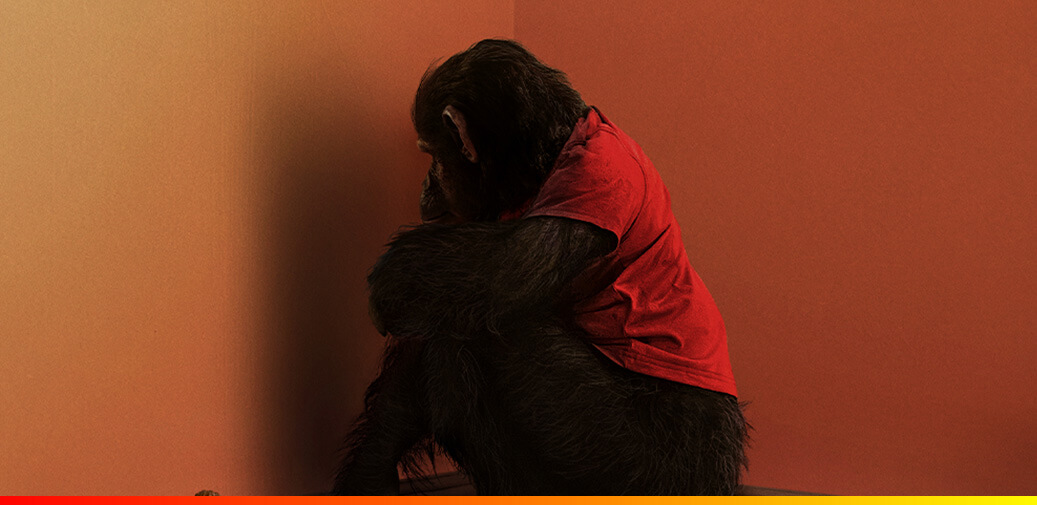 Monkey sitting in a corner